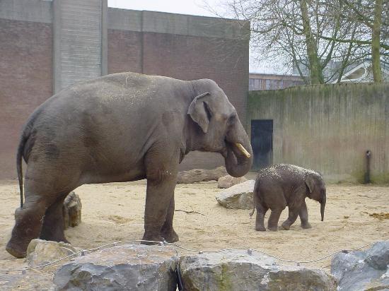zoo amsterdam