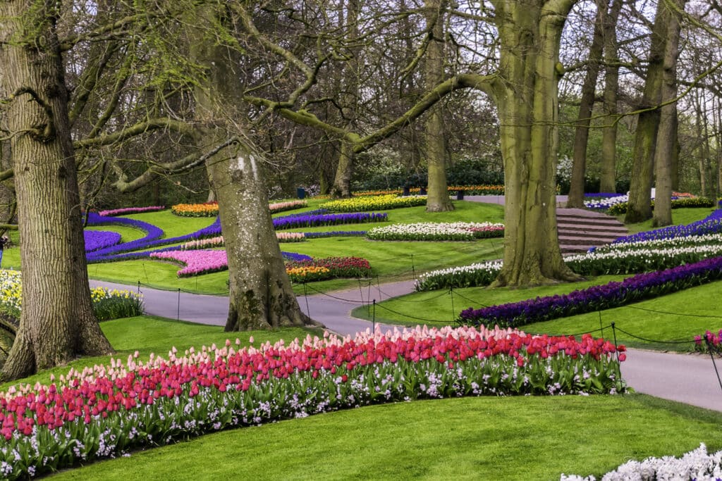 jardins tulipes amsterdam