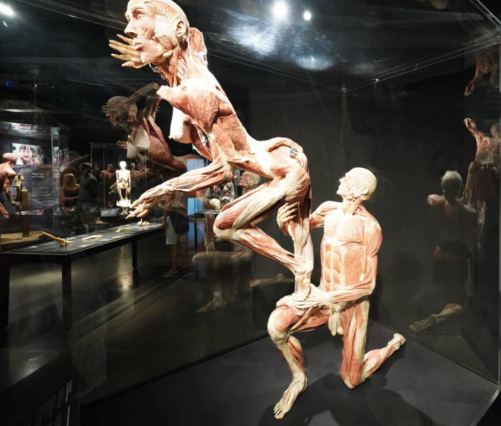 musée du corps humain à Amsterdam