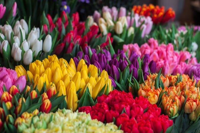 saison tulipes Amsterdam