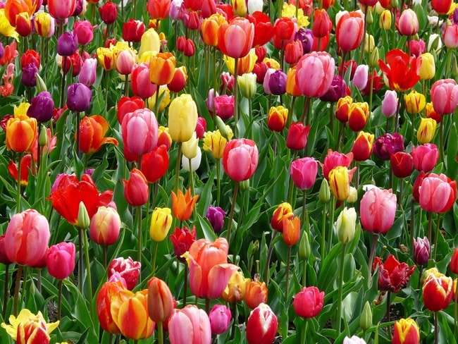 Saison tulipes Amsterdam