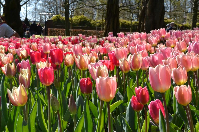 tulipe amsterdam